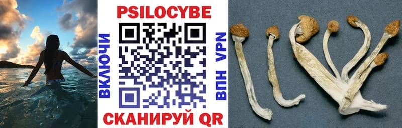 Псилоцибиновые грибы мицелий blacksprut рабочий сайт Ессентукская